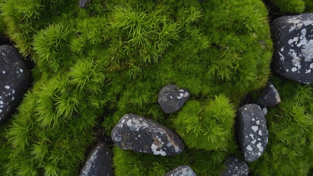 Discover the Enchanting Beauty of Green Moss Growing on Rocks - Nature's Serene Masterpiece photo