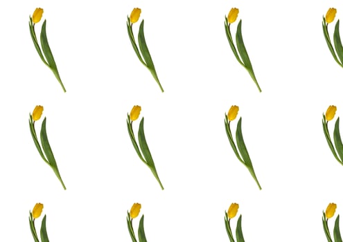 Floral pattern made of yellow tulip on white background. photo