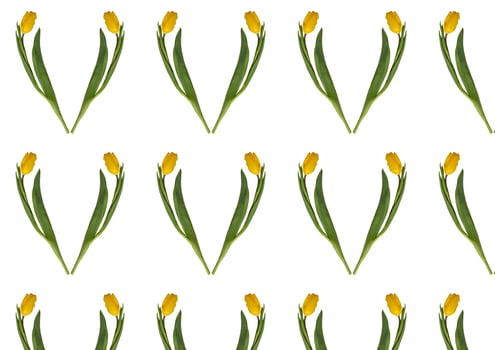 Floral pattern made of yellow tulip on white background. photo