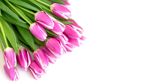 A bouquet of beautiful pink tulips lies on a white background . copy space photo