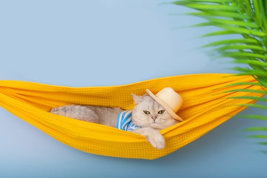 Cute white cat in a straw hat and striped T-shirt lying in a yellow fabric hammock photo