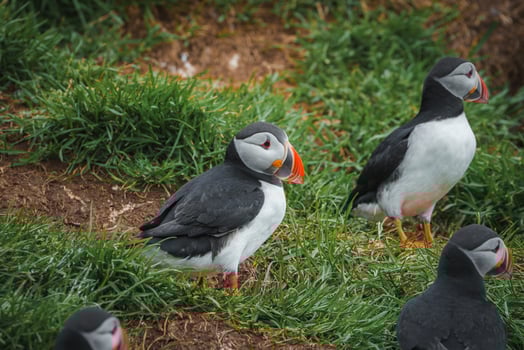 Group of Atlantic Puffins on Grassy Terrain in Iceland's Coastal Habitat photo