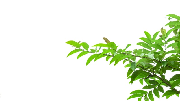 A cut-out of tree top leaves on a white background with clipping paths. photo