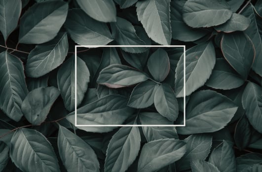 Green Leaves Frame photo