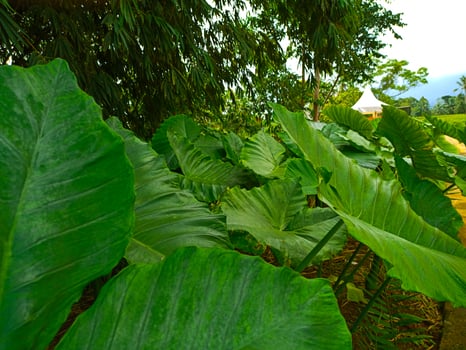 a large green leafy plant photo