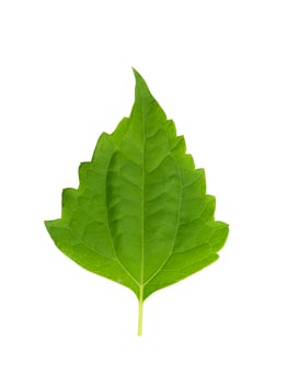 Bitter bush or Siam weed leaf. photo