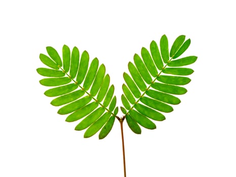 Close up leaves of sensitive plant, sleepy plant photo