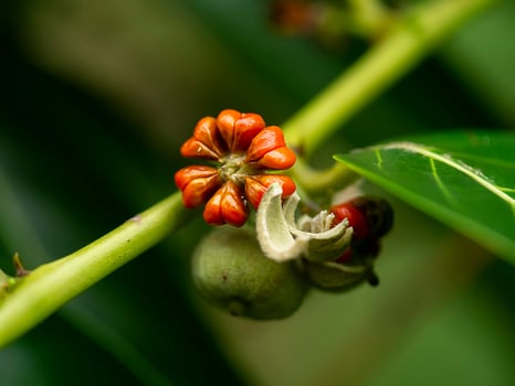 Close up of Glochidion seeds photo
