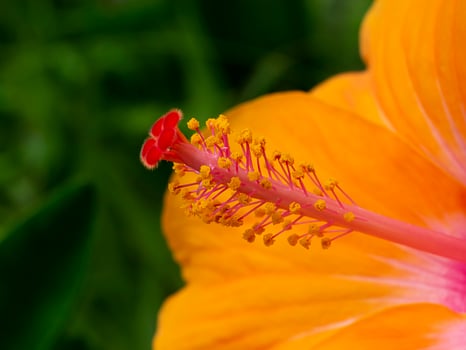 Close up pollen of orange chinese rose or shoe flower. photo