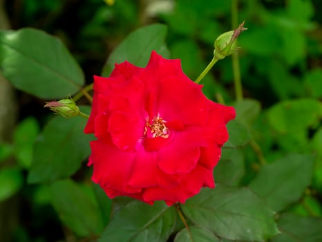 Close up red of Floribunda rose flower. photo