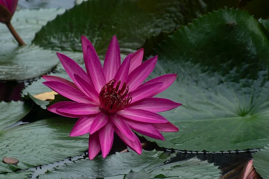 Close up of deep pink waterlily flower with leaves. photo