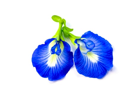 Blue Pea flower or Butterfly Pea flower photo