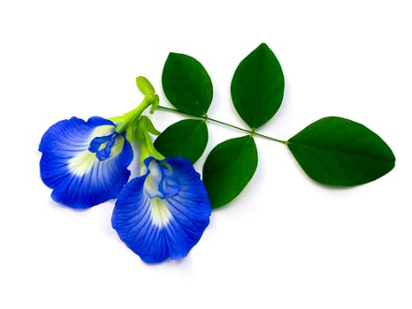 Blue Pea flower or Butterfly Pea flower photo
