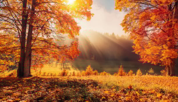 Vibrant outdoor scene on a sunny autumn day photo