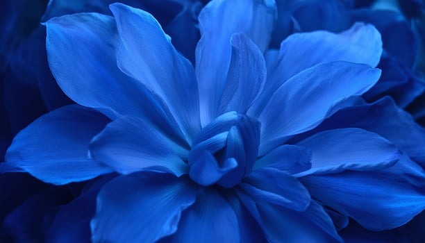 blue flower wallpaper hd wallpaper photo
