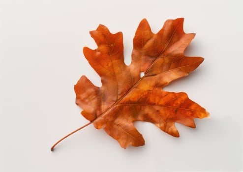Single Brown Oak Leaf on White Background photo