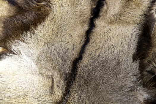 Tanned skin with animal hair photo