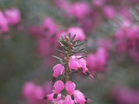 close up of pink spiky flowers photo
