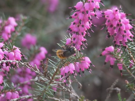 a bee with a black and yellow body on a pink flower photo