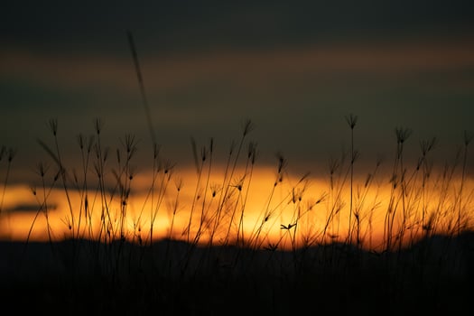 Silhouette grass flower in the orange sunset sky at the evening time for warm background. photo