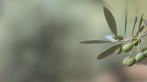 Olive Tree Branch with Green Olives and Copy Space photo