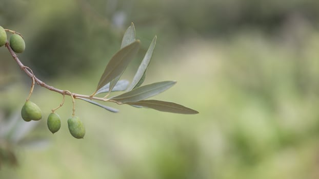 Olive Branch with Green Olives Close-up photo