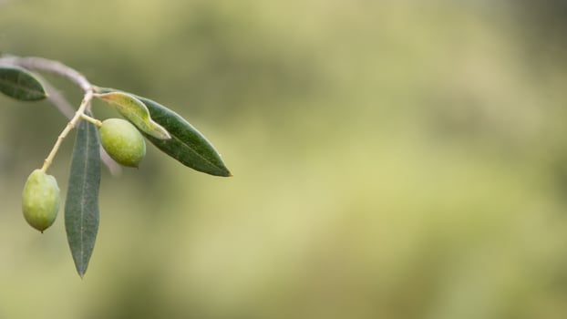 Single Olive on Olive Branch Close-up photo
