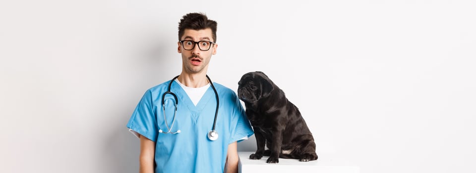 Handsome doctor veterinarian staring at camera surprised, small black dog pug sitting and waiting for examination in vet clinic, white background photo