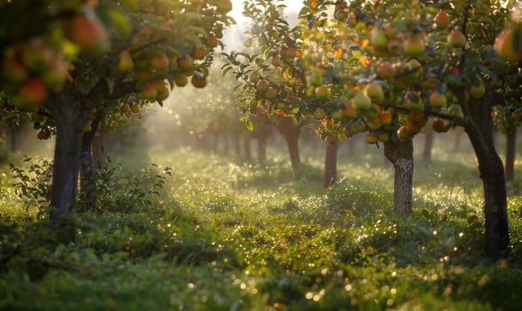Orchard with pear trees and ripe pears photo