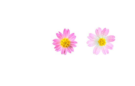 Cut out of Cosmos with clipping path on white background photo