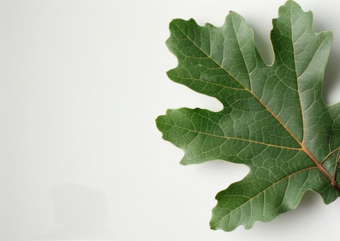 Green Leaf on White Background photo