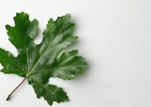 Green Leaf on White Background photo