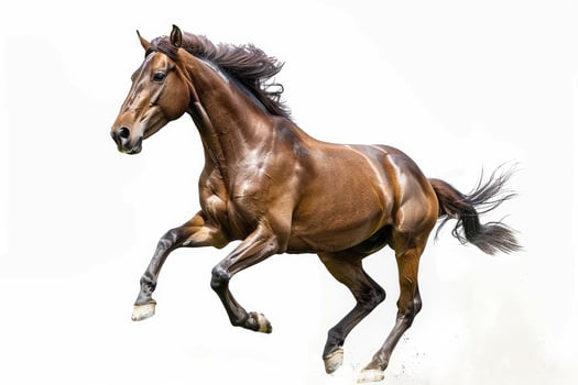 A horse galloping in full stride. photo