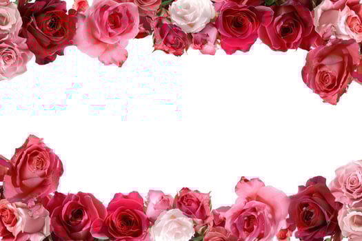 A beautiful rose banner with a white space for text. photo