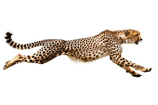 A cheetah sprinting in full stride. photo