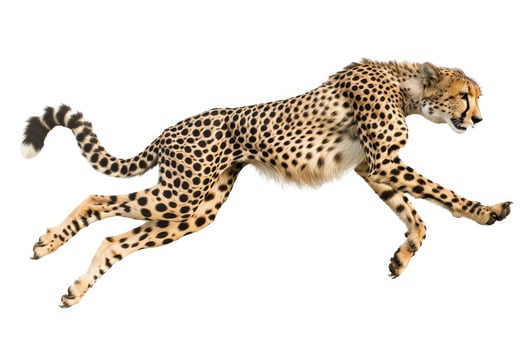 A cheetah sprinting in full stride. photo