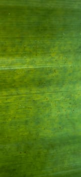 green tropical foliage in forest on the Brazilian coast photo