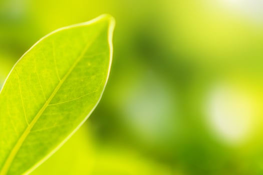 Natural plant green leaf in garden with bokeh background photo