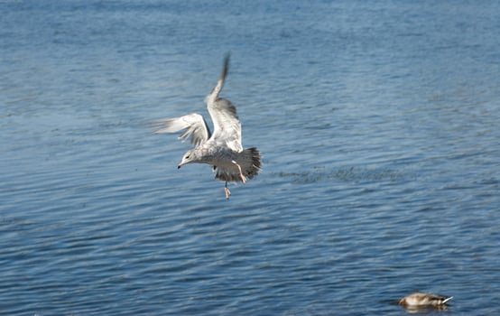 Bird in its natural habitat close view, bird background photo