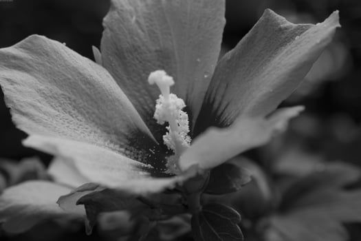 Flower close view background. Spring or summer flowers. Black and white monochrome grayscale photo