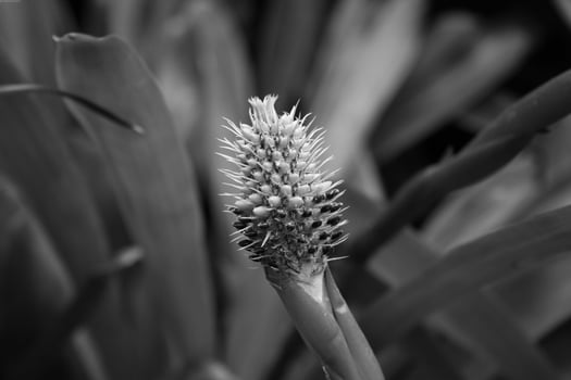 Flower close view background. Spring or summer flowers. Black and white monochrome grayscale photo