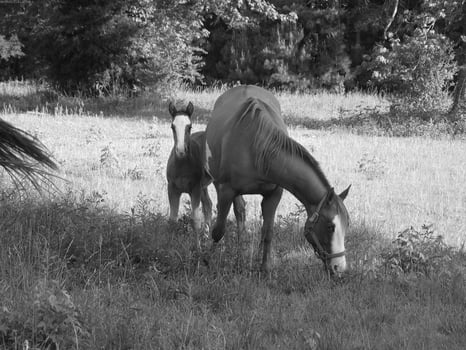 Gorgeous horse at a farm close view. Black and white monochrome grayscale photo