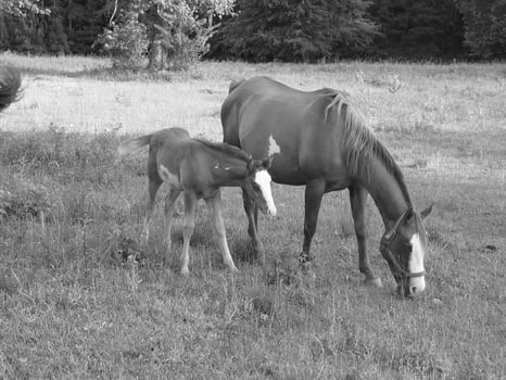 Gorgeous horse at a farm close view. Black and white monochrome grayscale photo