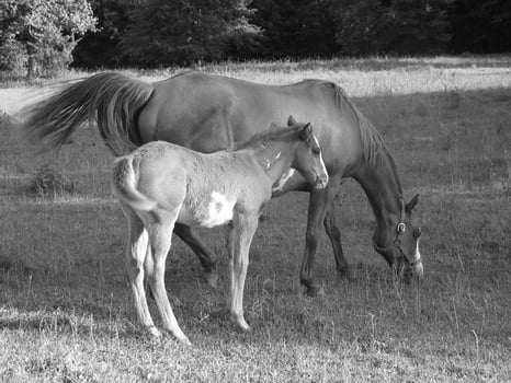 Gorgeous horse at a farm close view. Black and white monochrome grayscale photo