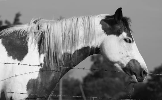 Gorgeous horse at a farm close view. Black and white monochrome grayscale photo