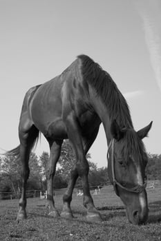 Gorgeous horse at a farm close view. Black and white monochrome grayscale photo