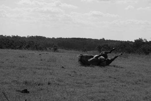 Gorgeous horse at a farm close view. Black and white monochrome grayscale photo