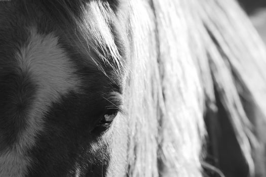 Gorgeous horse at a farm close view. Black and white monochrome grayscale photo