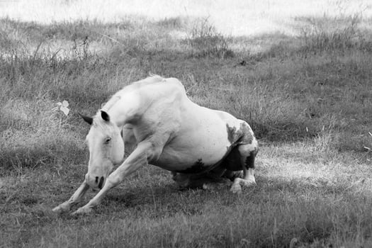 Gorgeous horse at a farm close view. Black and white monochrome grayscale photo