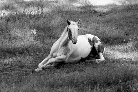Gorgeous horse at a farm close view. Black and white monochrome grayscale photo